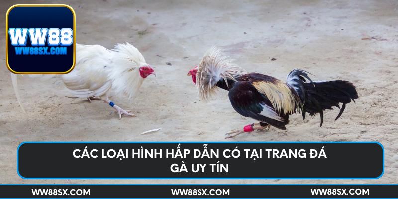 Các loại hình hấp dẫn có tại trang đá gà uy tín